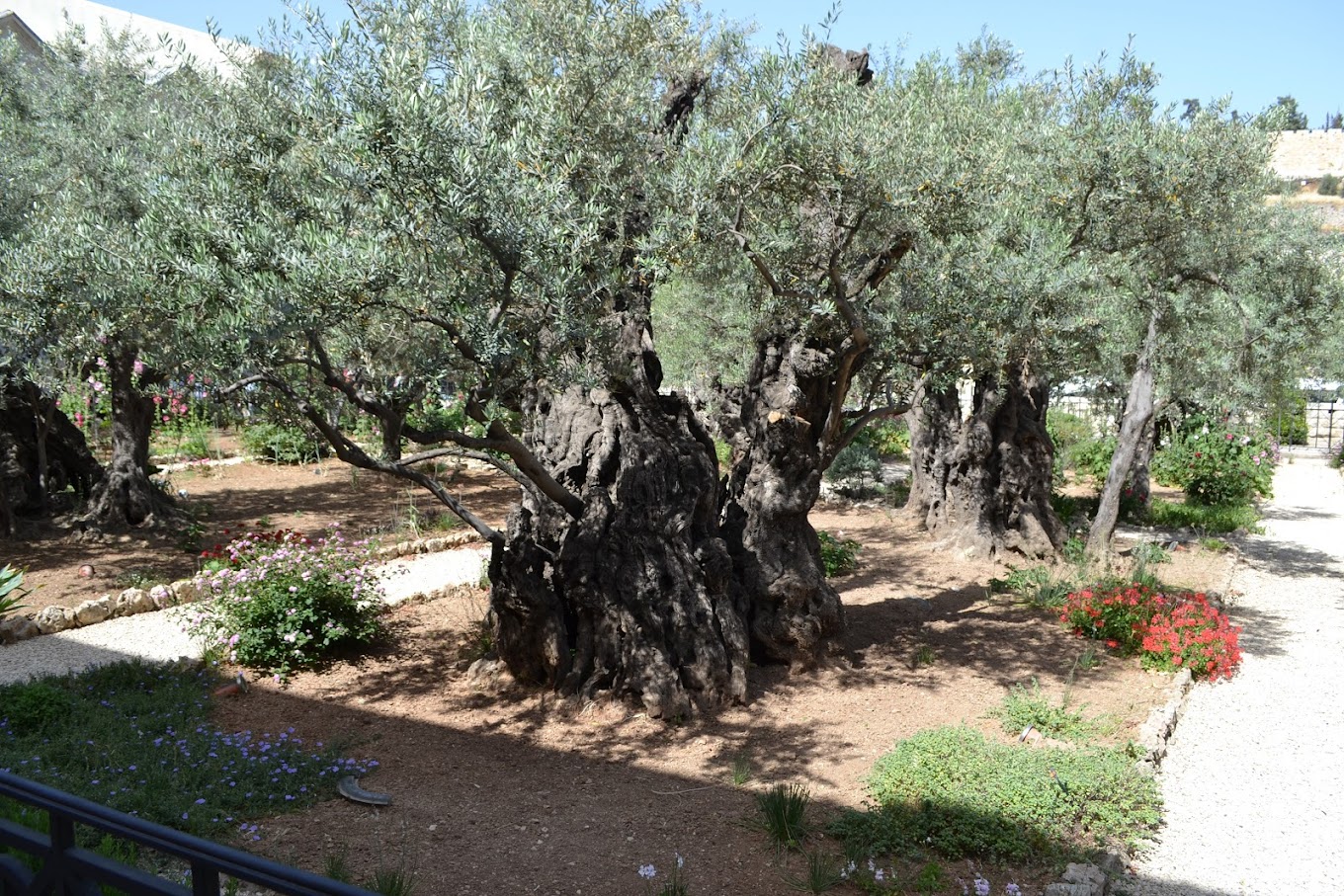 19 oliivipuud