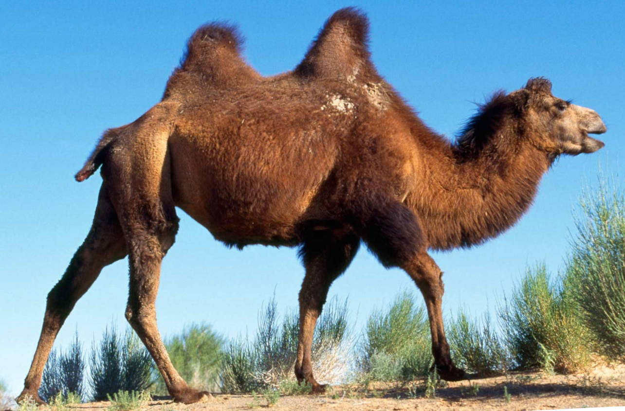 21 kaamel